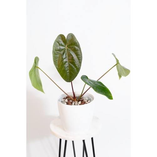 Anthurium nigrolaminum Gigi...