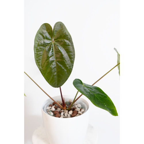 Anthurium nigrolaminum Gigi x papillilaminum