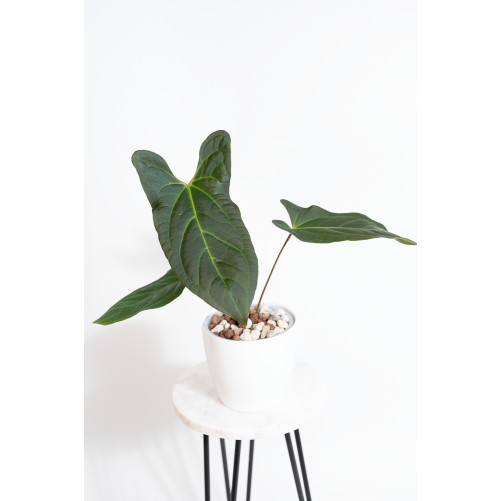 Anthurium besseae aff x...