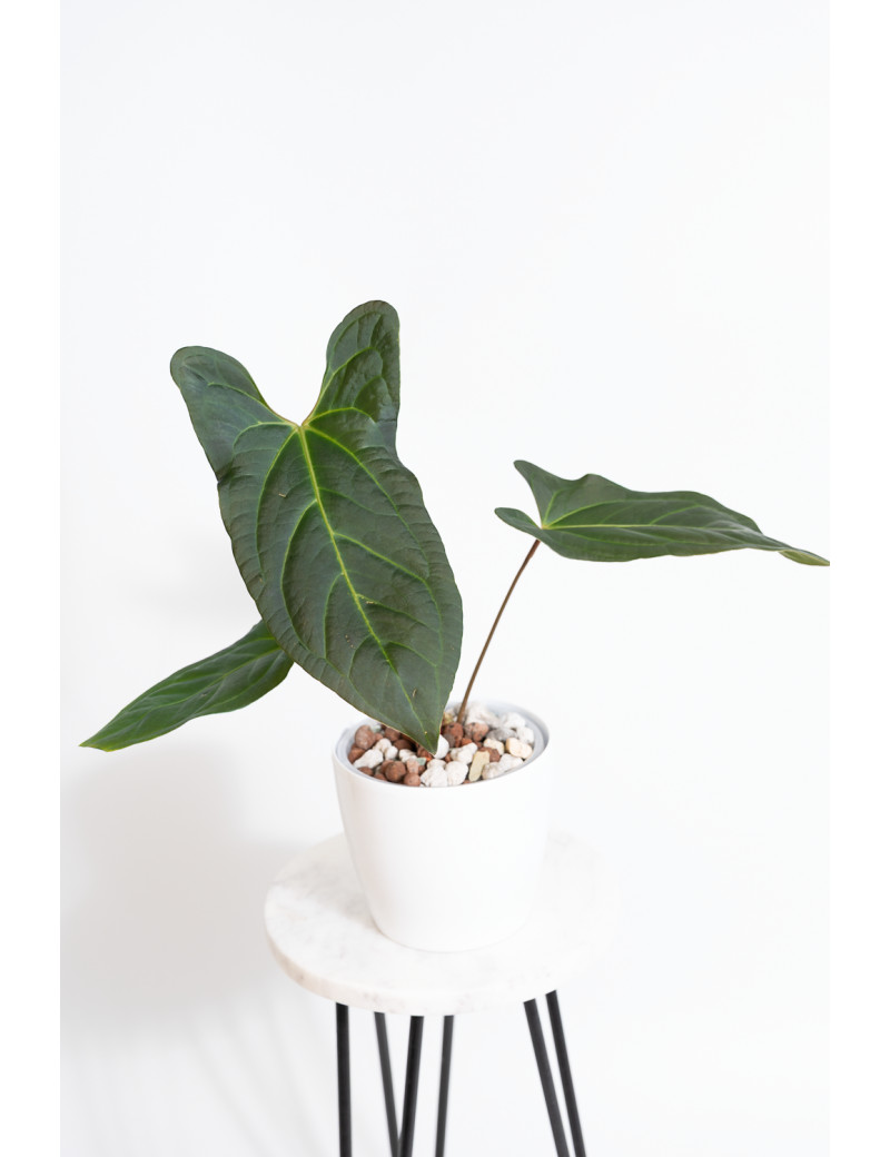 Anthurium besseae aff x pinkleyi (jungle dreams)