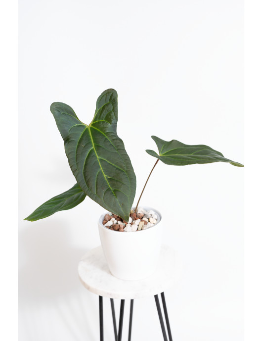 Anthurium besseae aff x pinkleyi (jungle dreams)