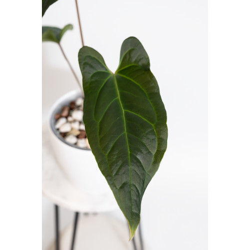 Anthurium besseae aff x pinkleyi (jungle dreams)