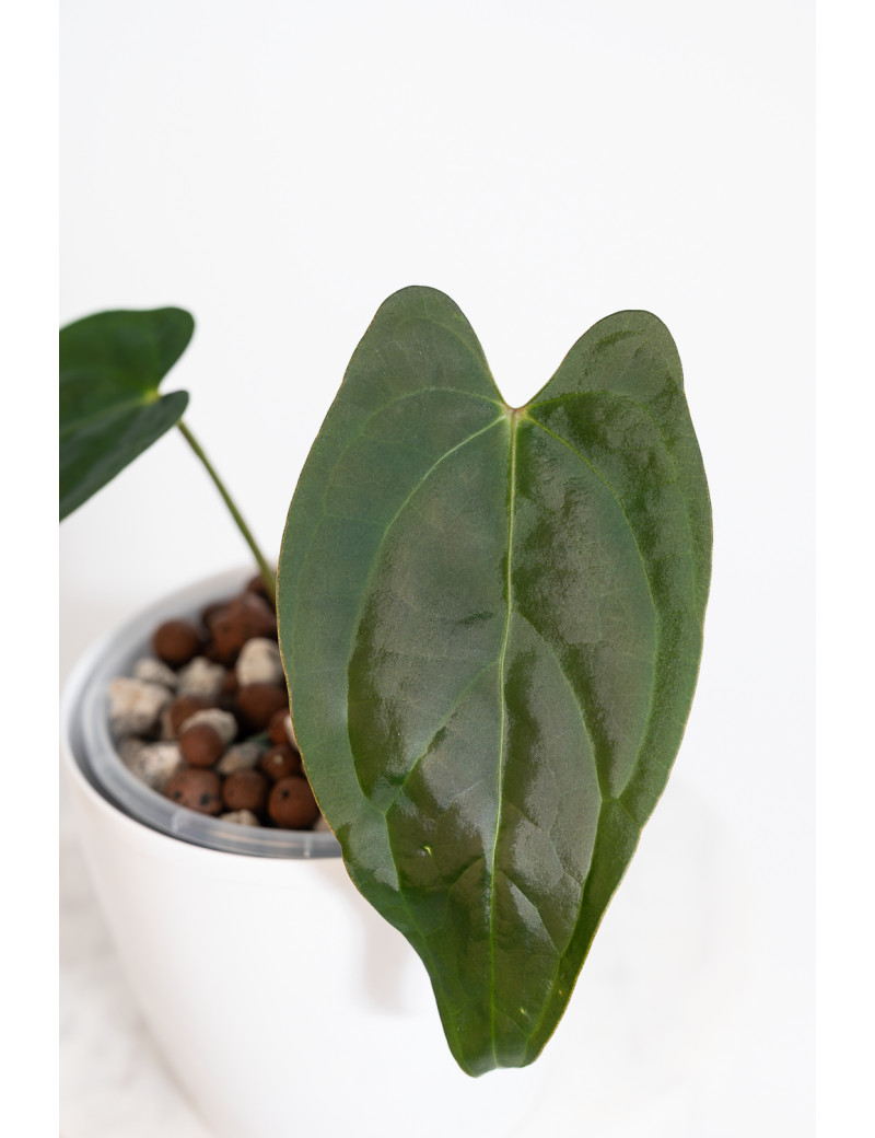 Anthurium crystallinum x nigrolaminum 'Gigi'