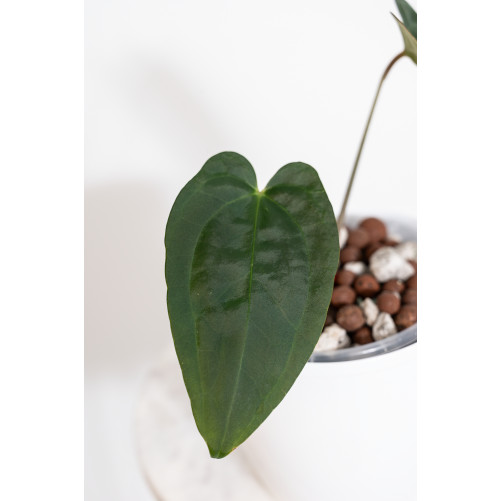 Anthurium crystallinum x nigrolaminum 'Gigi'