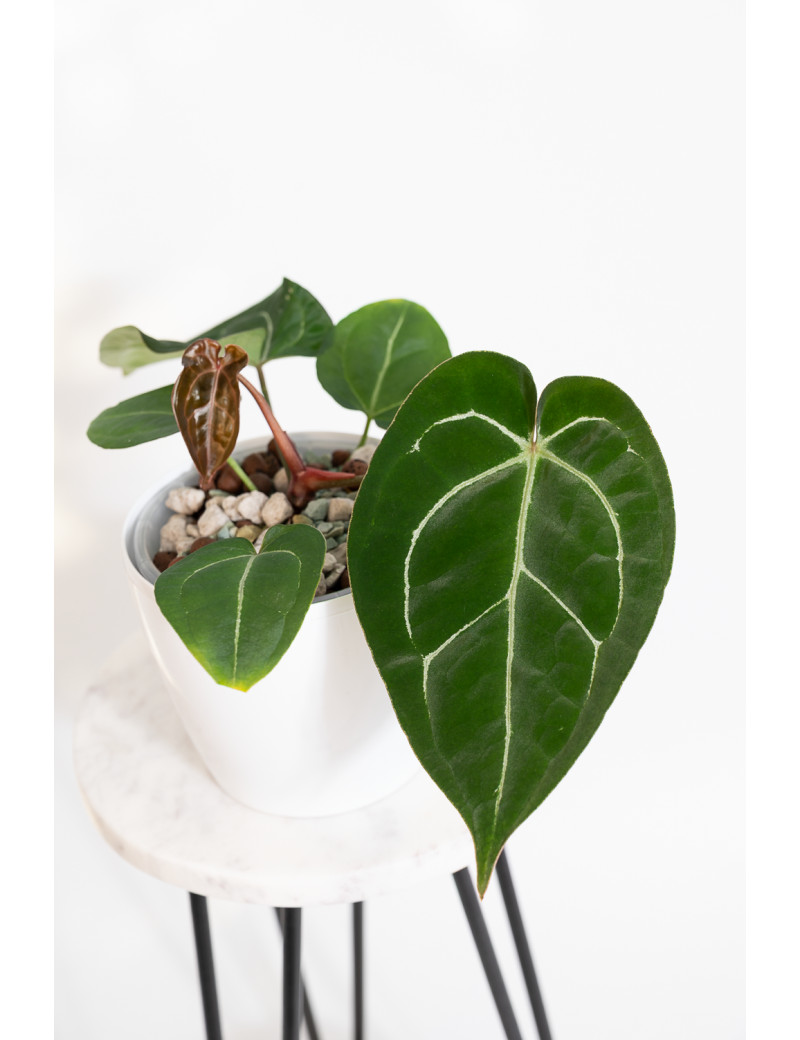 Anthurium crystallinum x