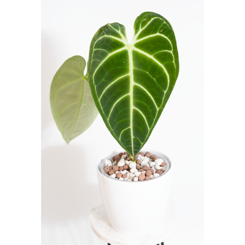 Anthurium regale