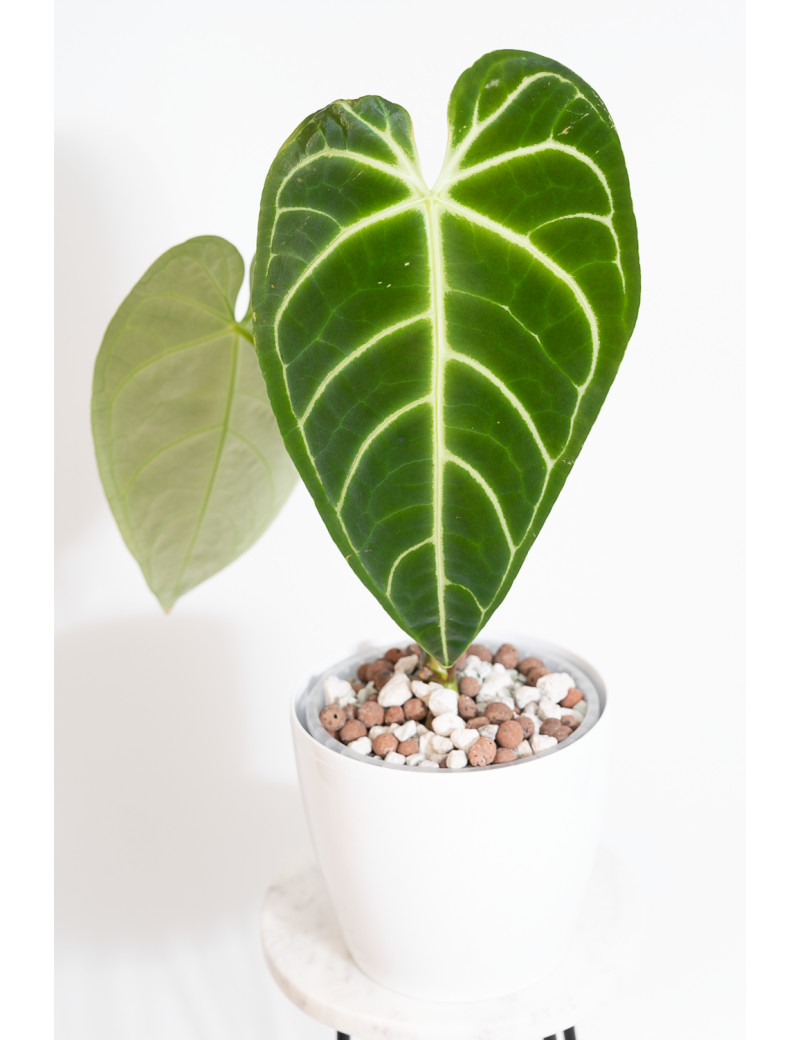 Anthurium regale