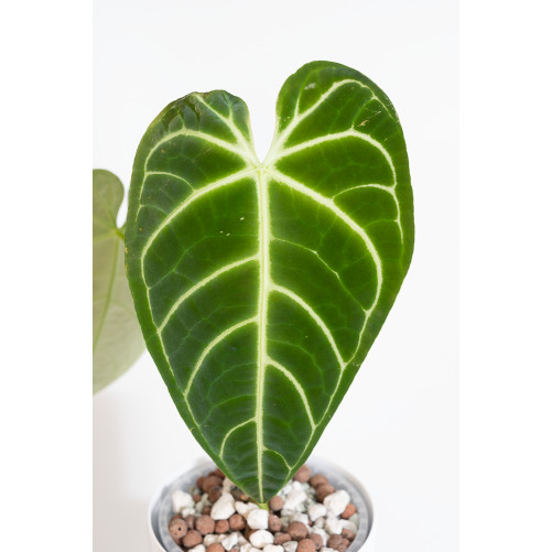 Anthurium regale