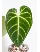 Anthurium regale