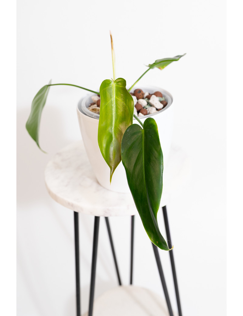 Philodendron esmeraldense x spiritus - sancti