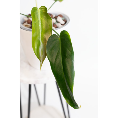 Philodendron esmeraldense x spiritus - sancti