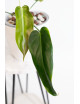 Philodendron esmeraldense x spiritus - sancti