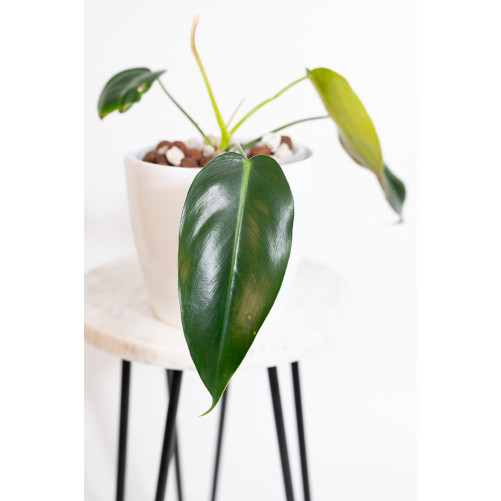 Philodendron esmeraldense x spiritus - sancti