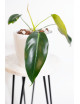 Philodendron esmeraldense x spiritus - sancti