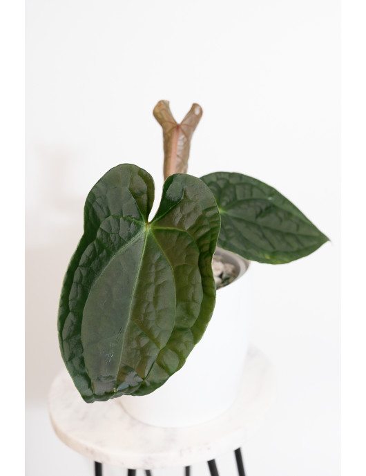 Anthurium luxurians x forgetii (David Portilla Dreams 'Inverse crossing')