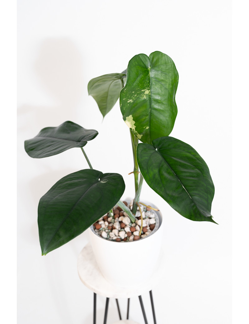 Syngonium chiapense variegata