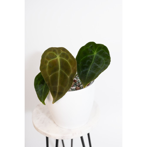 Anthurium forgetii DF