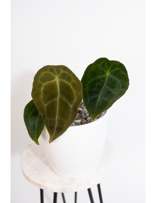 Anthurium forgetii DF