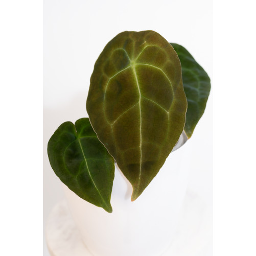 Anthurium forgetii DF