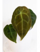 Anthurium forgetii DF