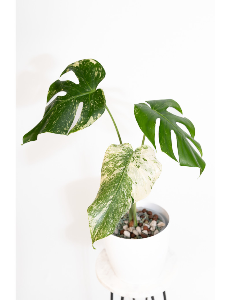 Monstera white monster