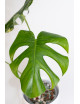 Monstera white monster