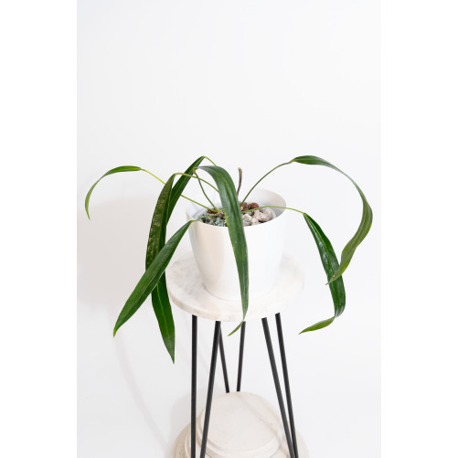 Anthurium friedrichsthalii