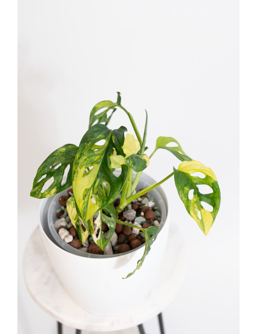 Monstera adansonii aurea