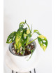 Monstera adansonii aurea