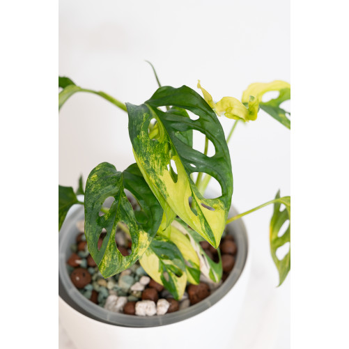 Monstera adansonii aurea