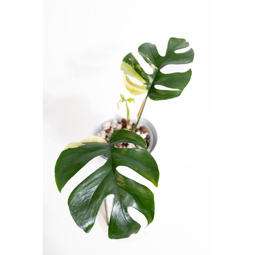 Rhaphidophora tetrasperma...