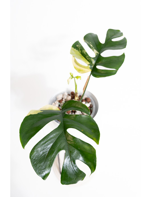 Rhaphidophora tetrasperma variegata