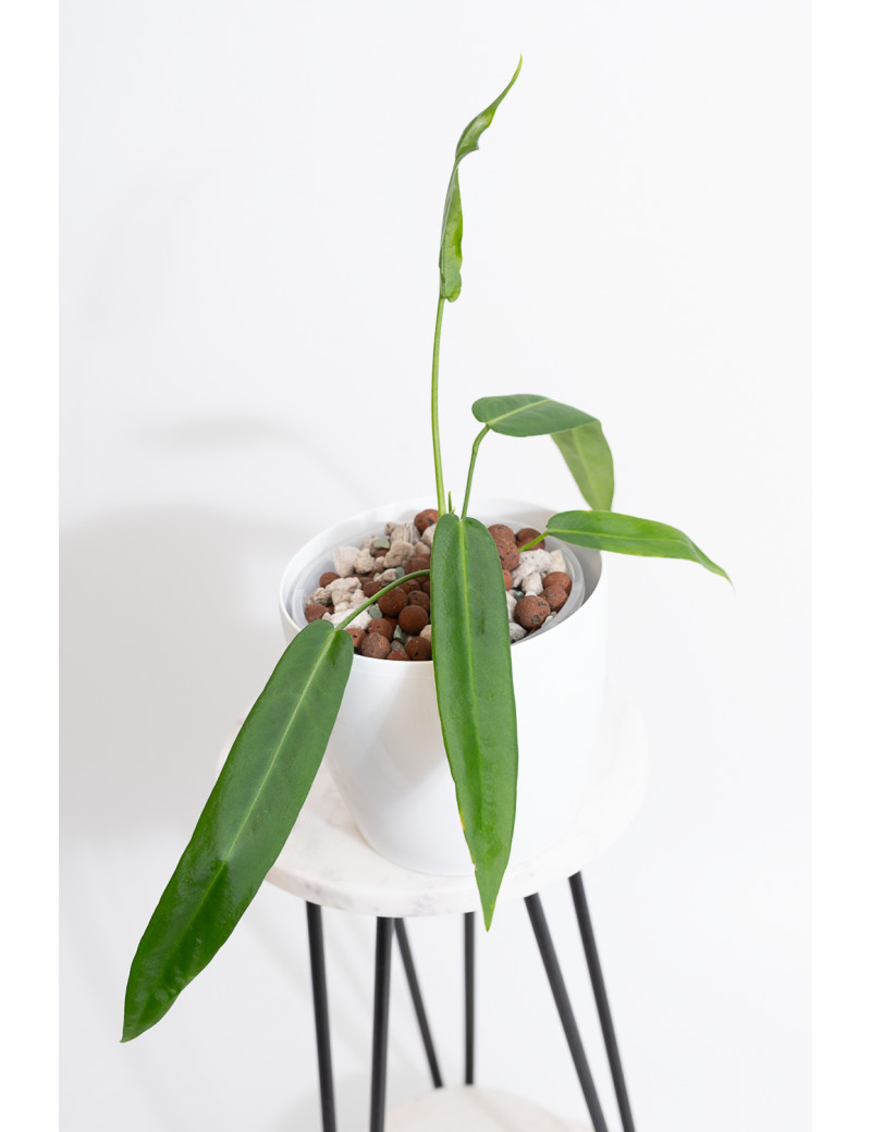 Anthurium pallidiflorum -