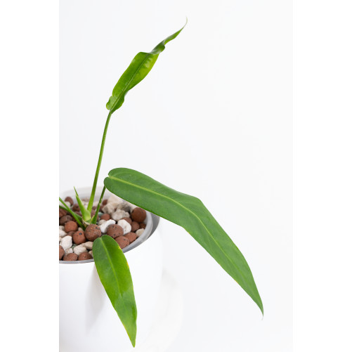 Anthurium pallidiflorum -