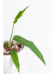 Anthurium pallidiflorum -