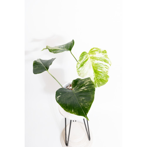 Monstera deliciosa variegata