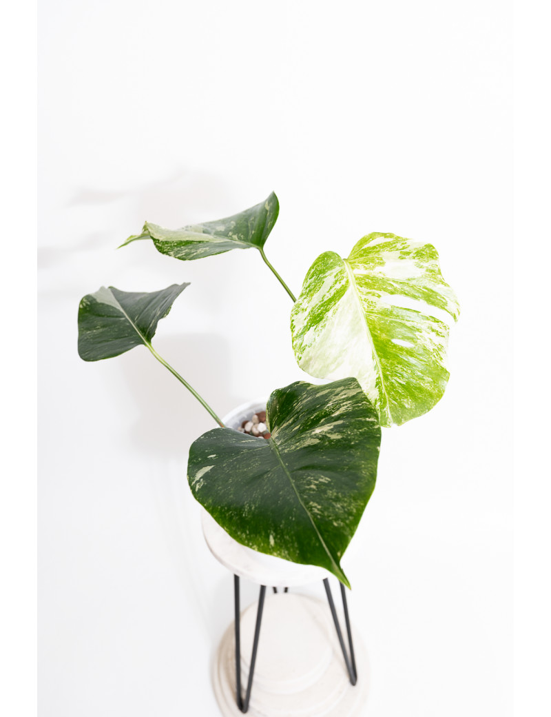 Monstera deliciosa variegata