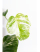 Monstera deliciosa variegata