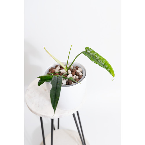 Philodendron felix