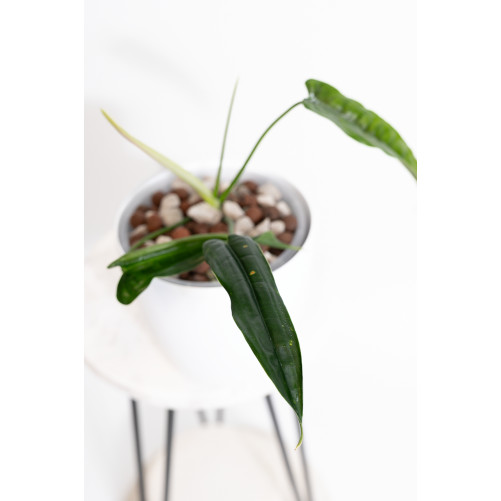 Philodendron felix