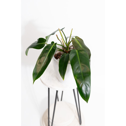 Philodendron spiritus - sancti
