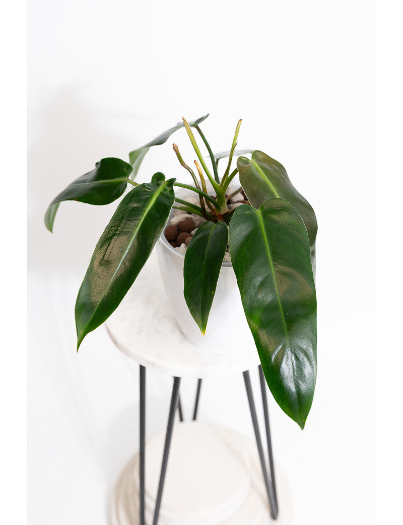 Philodendron spiritus - sancti