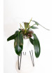 Philodendron spiritus - sancti