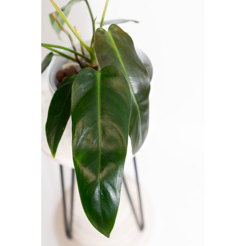 Philodendron spiritus - sancti