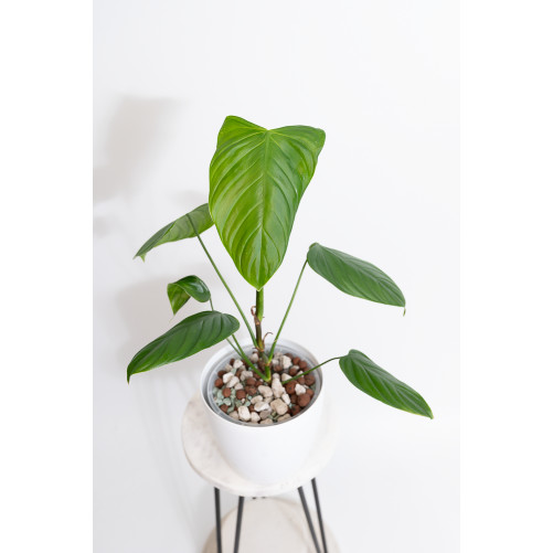 Philodendron expandilobum