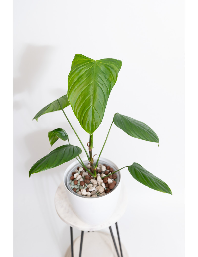 Philodendron expandilobum