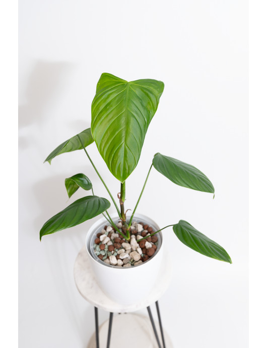 Philodendron expandilobum