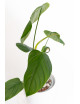 Philodendron expandilobum