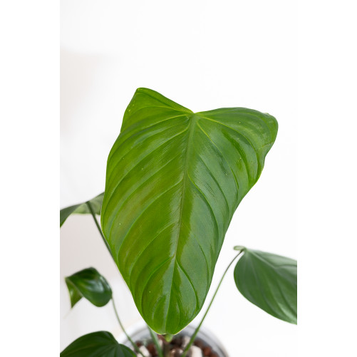 Philodendron expandilobum