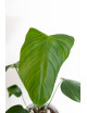 Philodendron expandilobum